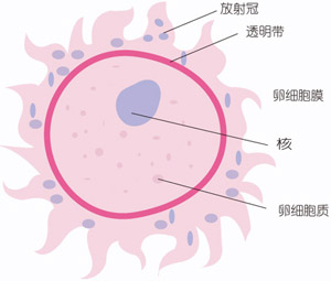 怀孕第一周