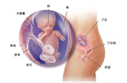 怀孕第一十四周