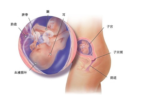 怀孕第一十八周