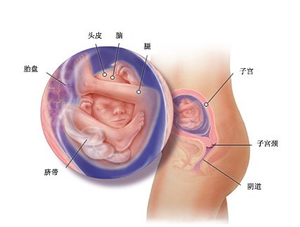 怀孕第一十九周