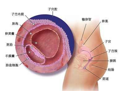 怀孕第二周