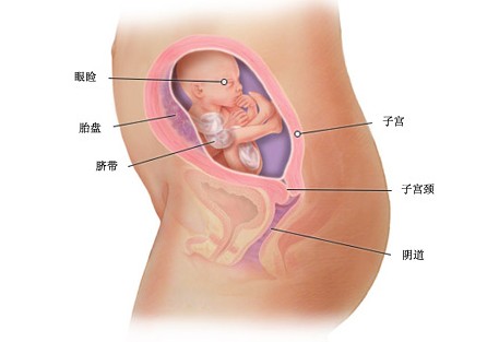 怀孕第二十一周