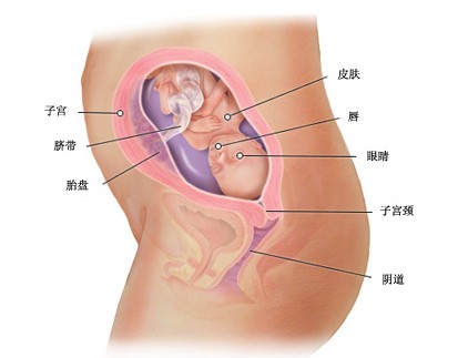 怀孕第二十二周