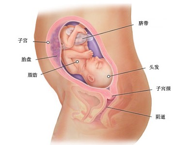 怀孕第二十五周