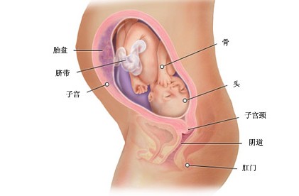 怀孕第二十九周