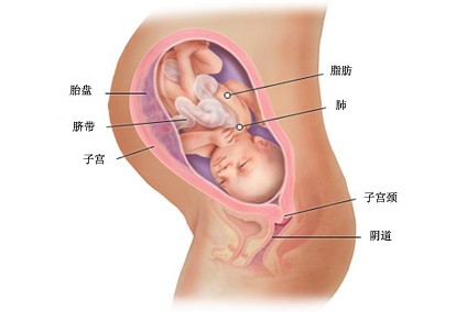 怀孕第三十四周