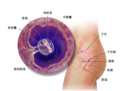 怀孕第五周