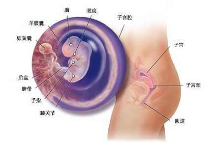 怀孕第八周